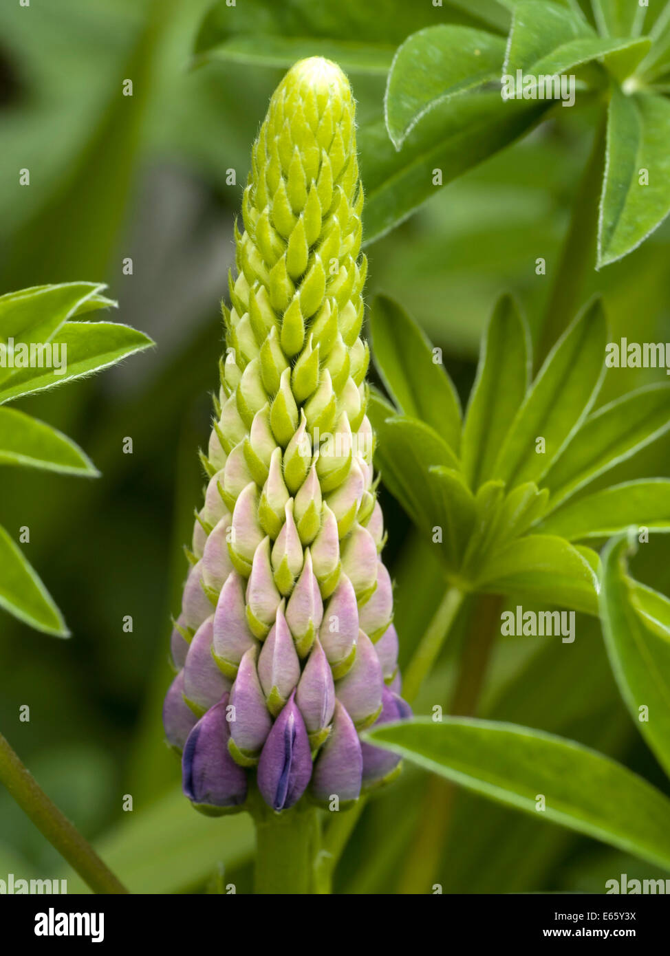 Nahaufnahme der einzelnen Lupine flower Sporn im Englischen Garten, Leicestershire, Großbritannien Stockfoto