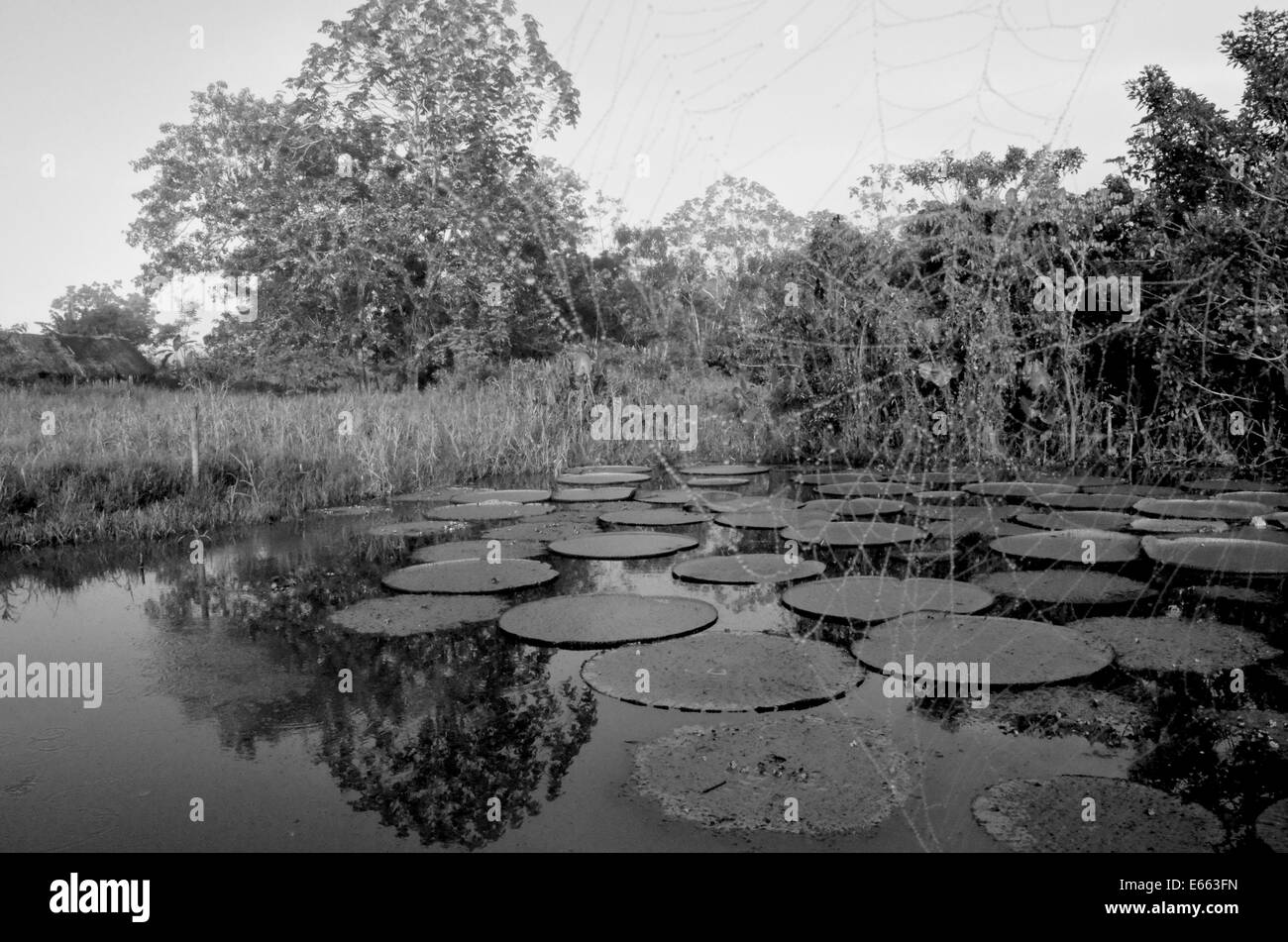 Riesigen Victoria Amazonica Wasser Seerosen im Amazonas-Gebiet von Loreto, in der Nähe von Iquitos, Peru Stockfoto