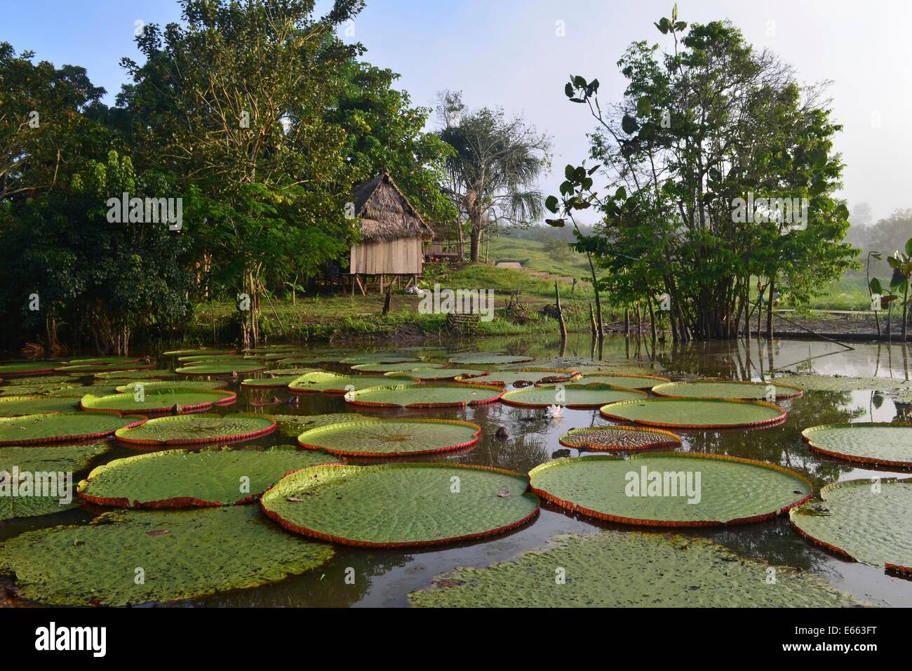 Riesigen Victoria Amazonica Wasser Seerosen im Amazonas-Gebiet von Loreto, in der Nähe von Iquitos, Peru Stockfoto