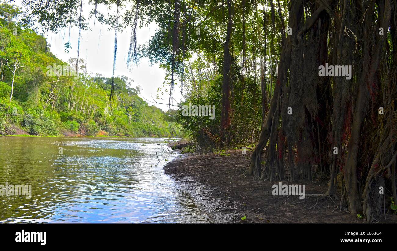 Baumwurzeln am Ufer der ein Nebenfluss des Amazonas, in der Nähe von Iquitos, Peru Stockfoto