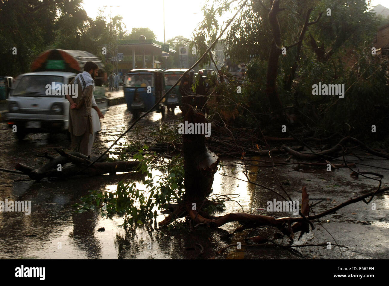 Peshawar. 15. August 2014. Ein Baum fällt auf der Straße nach Starkregen in Nordwest-Pakistan Peshawar, 15. August 2014. Mindestens 13 Tote und 55 Verletzte in zwei separaten Unfälle durch Wind Stürme im Nordwesten Pakistans Peshawar-Stadt am Freitagabend, berichteten lokale Medien. Bildnachweis: Umar Qayyum/Xinhua/Alamy Live-Nachrichten Stockfoto