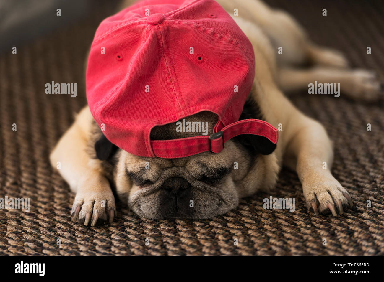 Pugs sleeping Fotos und Bildmaterial in hoher Auflösung Alamy