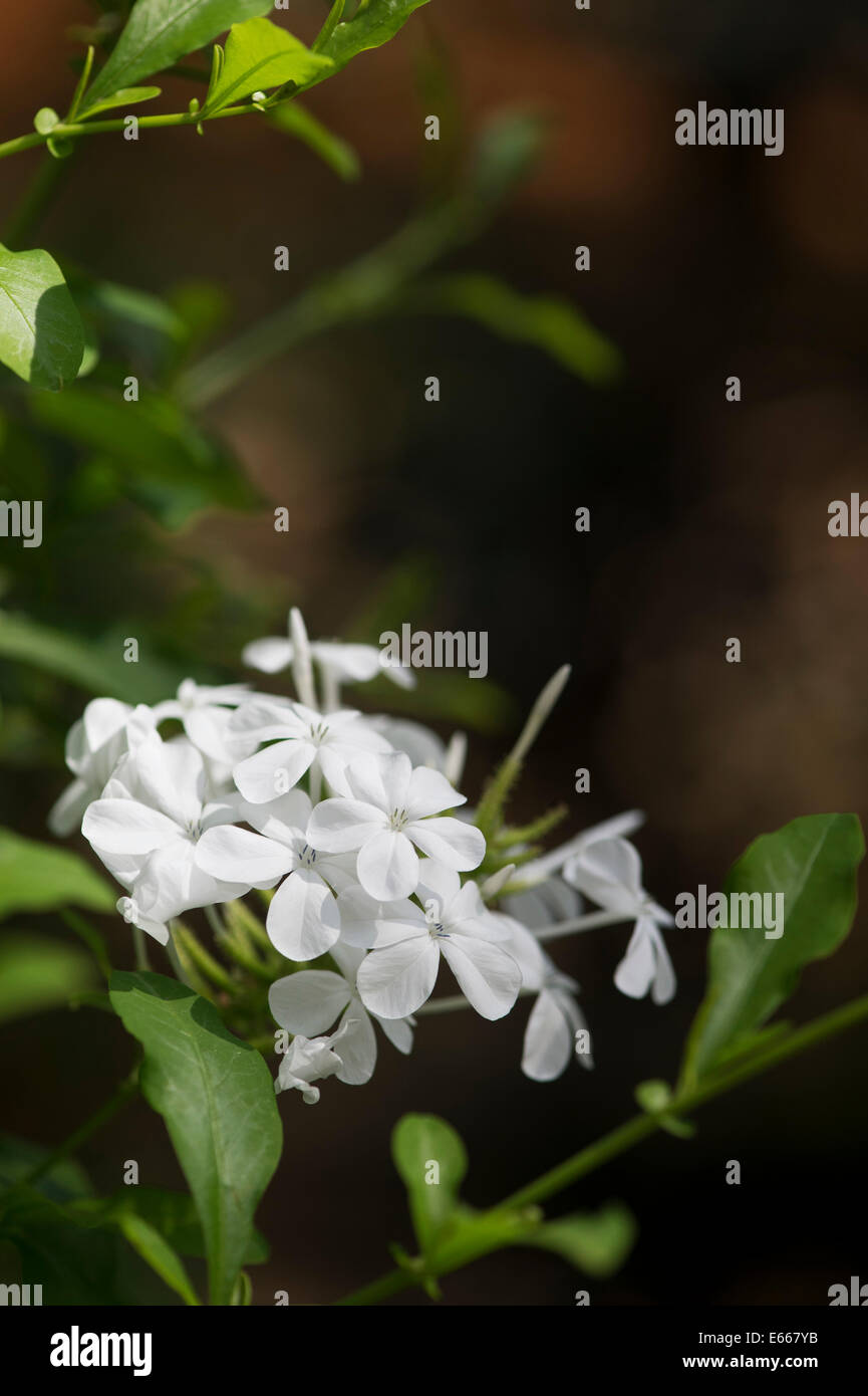 Plumbago Auriculata Alba. Cape Leadwort Blumen Stockfoto