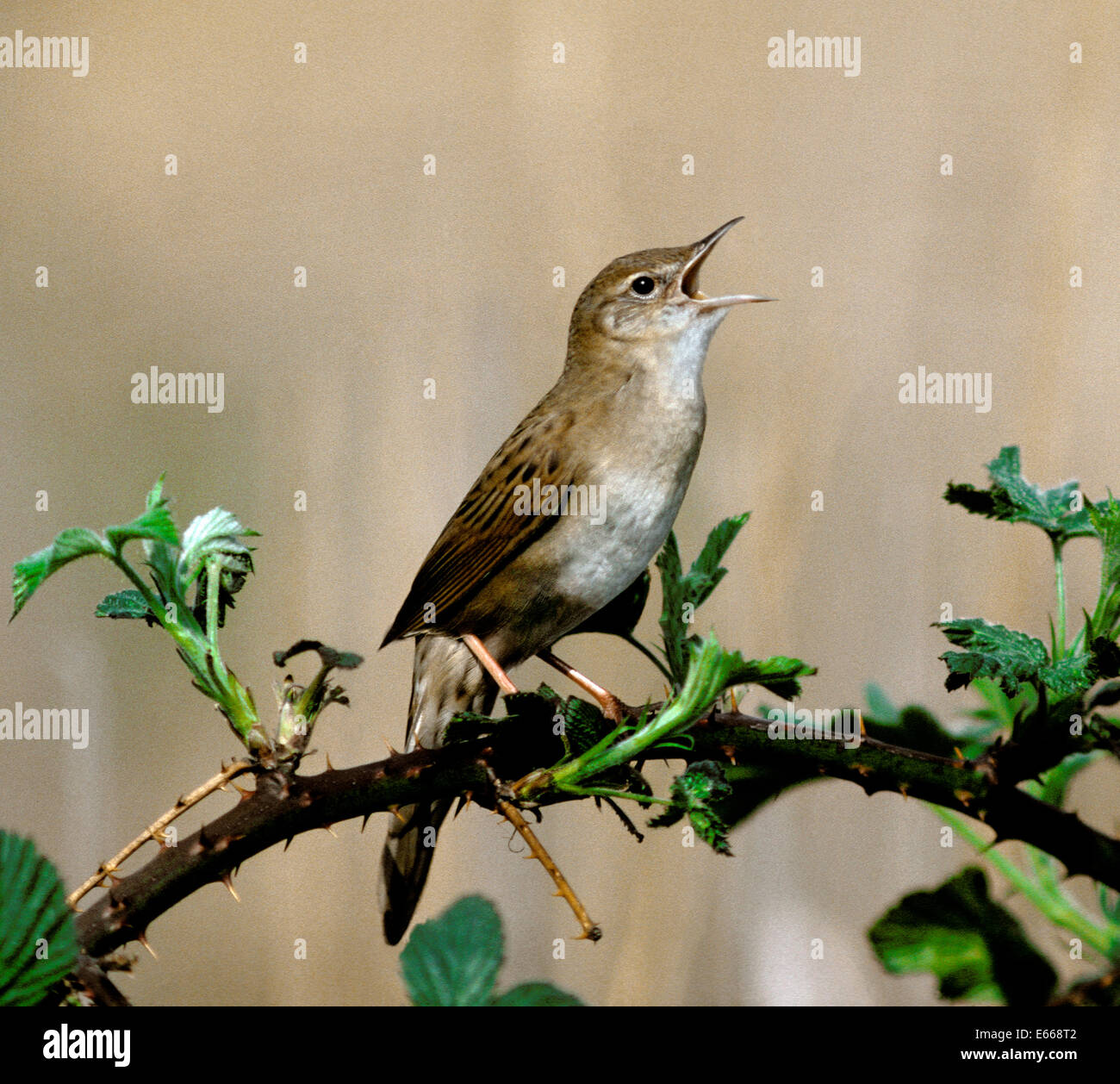 Grasshopper Warbler - Locustella naevia Stockfoto