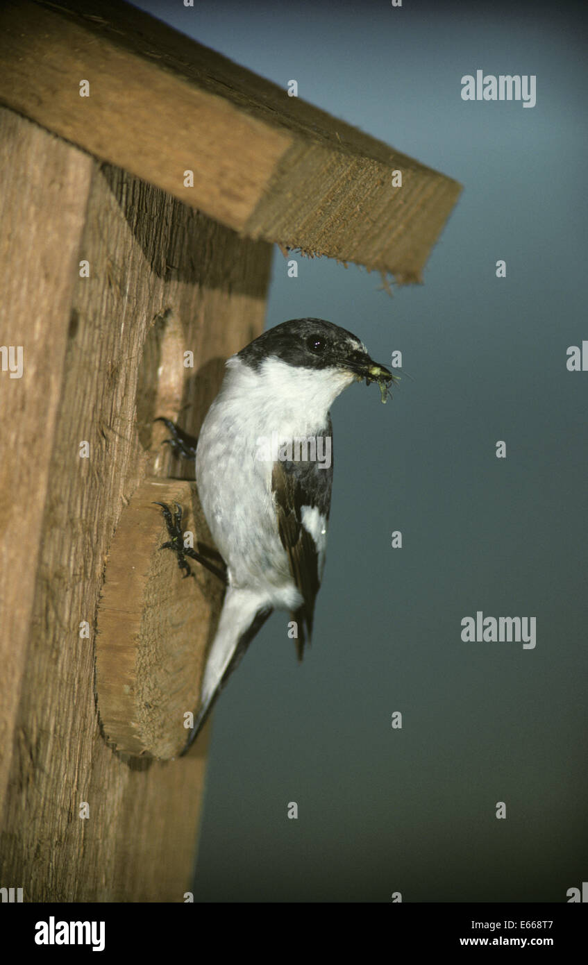 Pied Flycatcher - Ficedula Hypoleuca - männlich Stockfoto