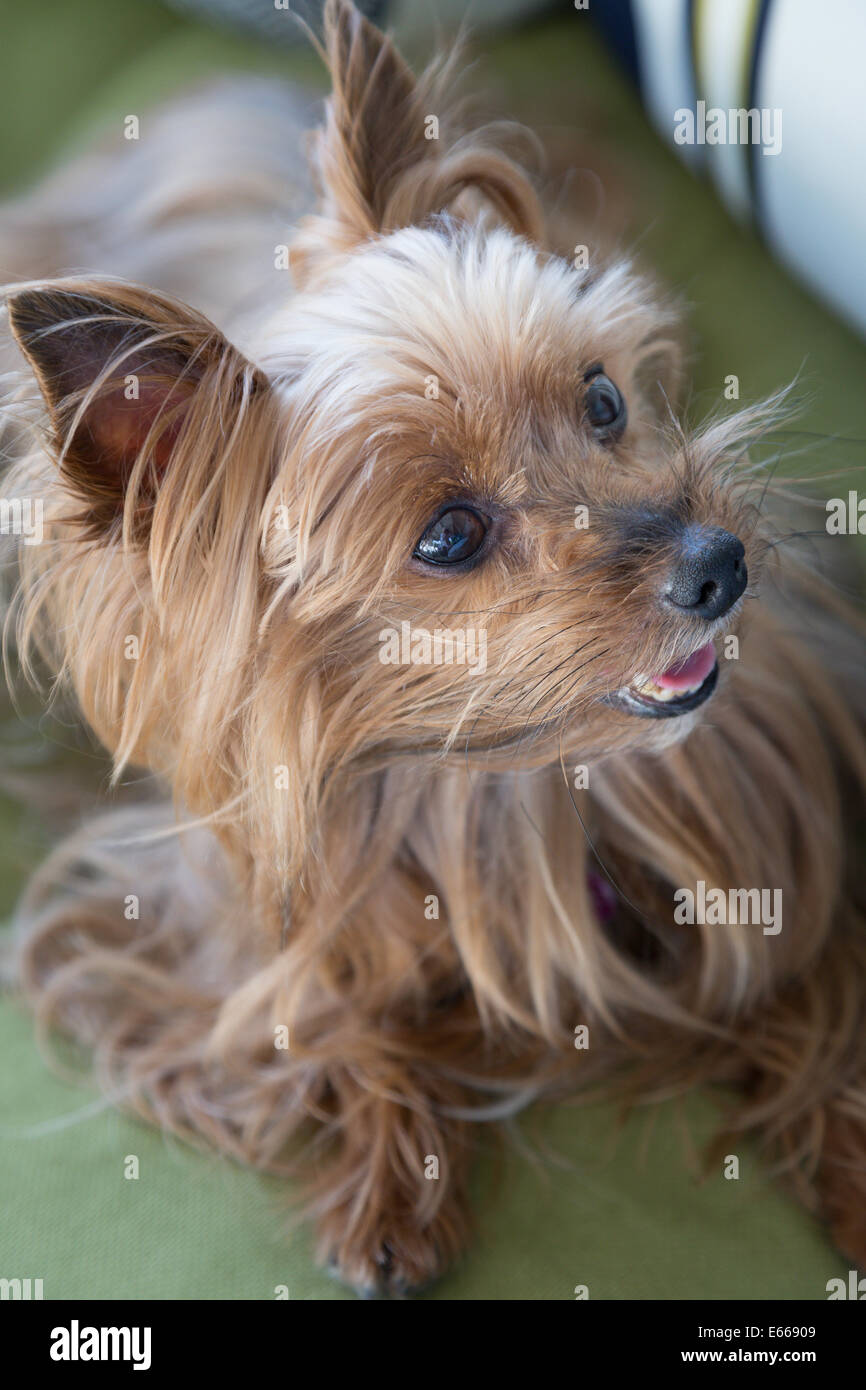 Yorkshire Terrier-Rasse-Hund Stockfoto