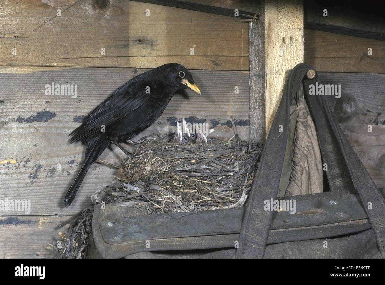 Amsel - Turdus Merula - Männchen am nest Stockfoto