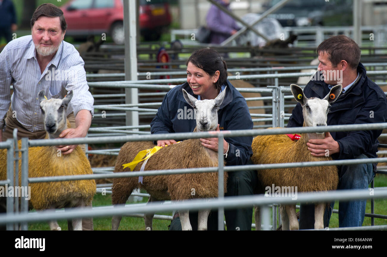 Bauern zeigen ihre Schafe auf Perth Show 2014, Perthshire, Schottland. Stockfoto