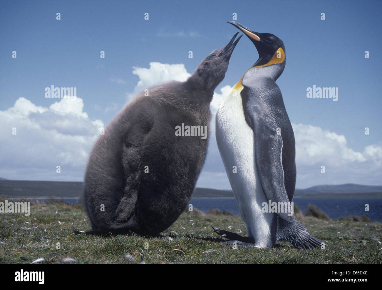King Penguin Feeding Chick - Apterodytes patagonica Stockfoto