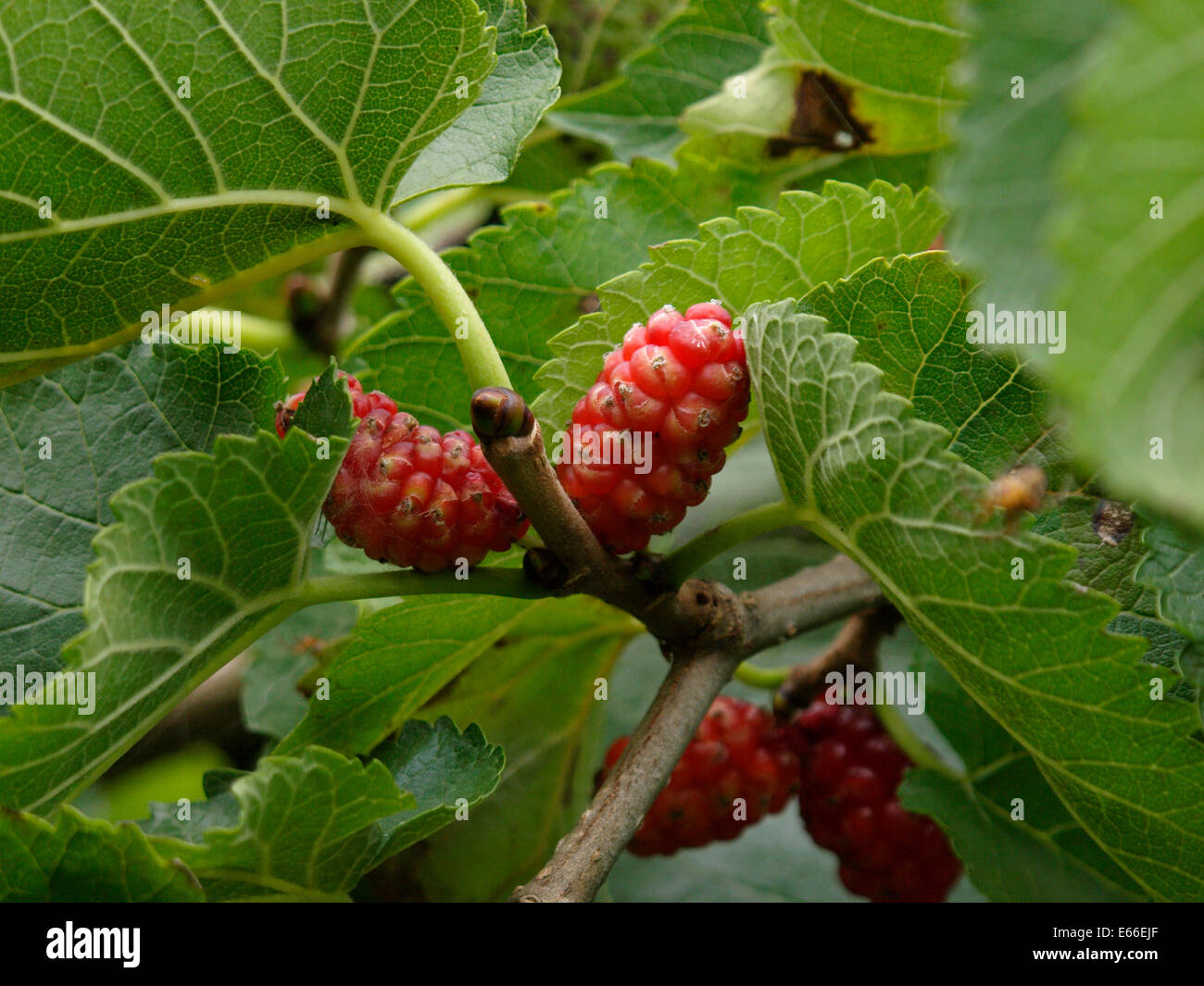 Maulbeere Früchte wachsen auf einem Baum, Morus-Moraceae, UK Stockfoto