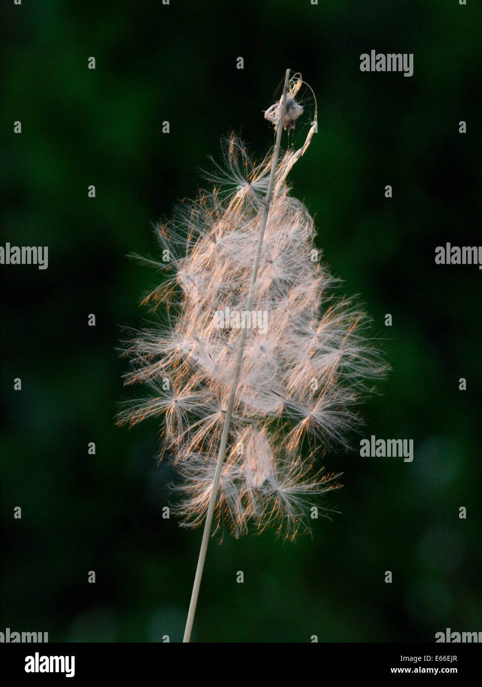 Allgemein bekannt als Weidenröschen oder Rosebay Weidenröschen Chamerion Angustifolium Samen Stockfoto