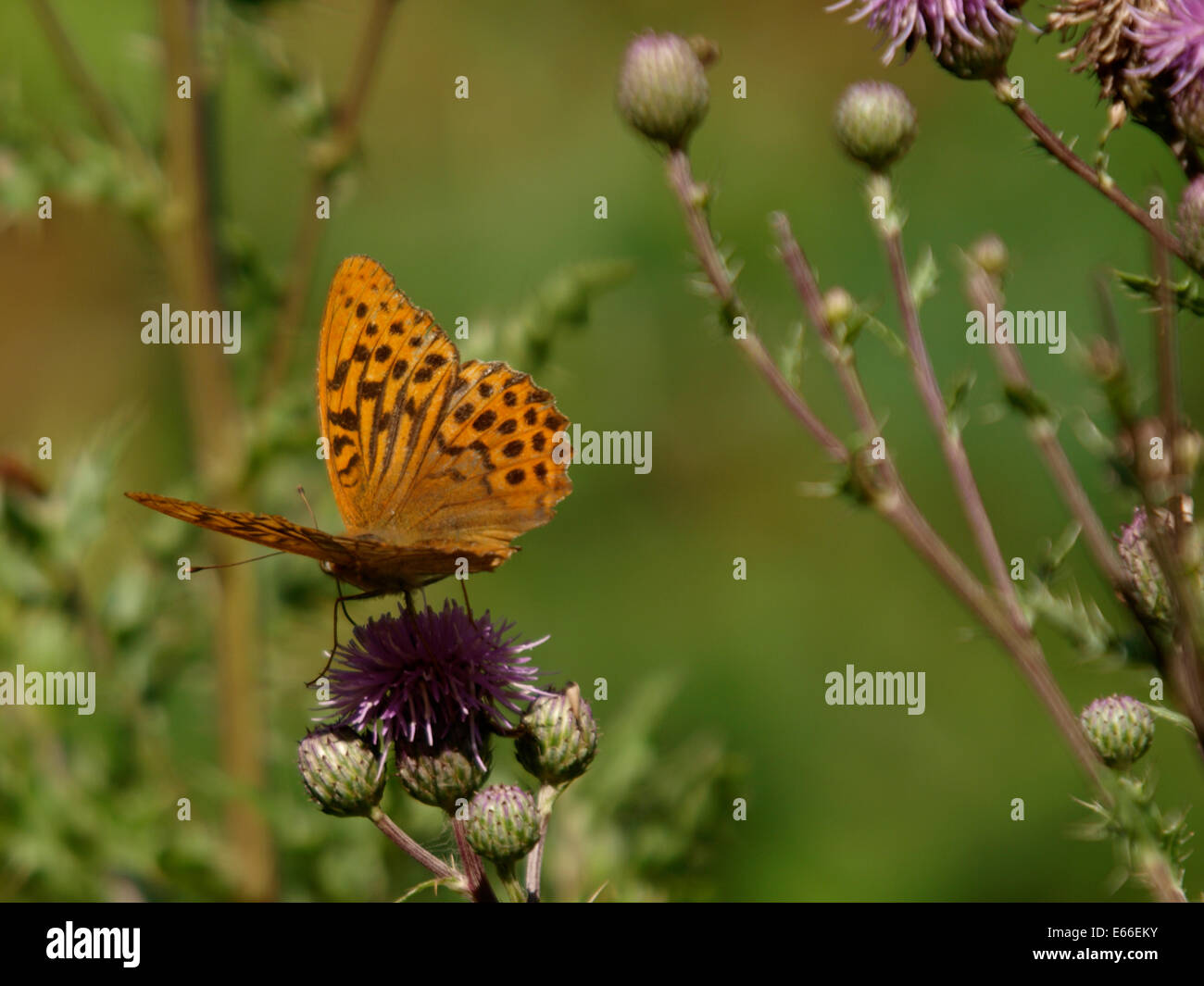 Silber-Washed Fritillary Butterfly, Argynnis paphia Stockfoto