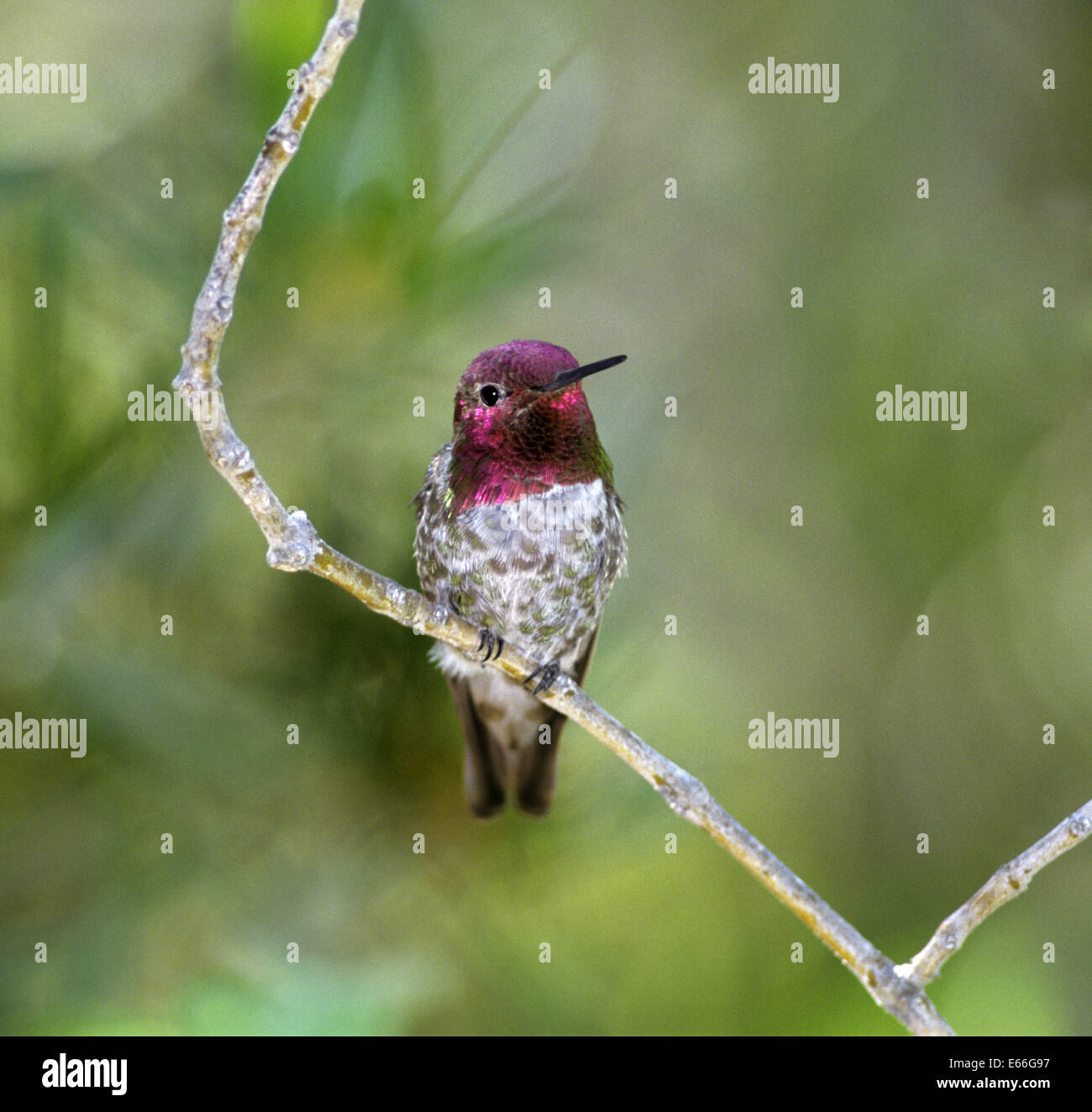 Annas Kolibri - Calypte anna Stockfoto