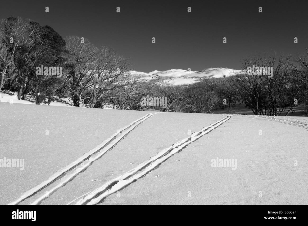 Langlauf Ski verfolgt in der Nähe von Tawonga Hütten, Victoria, Australien Stockfoto