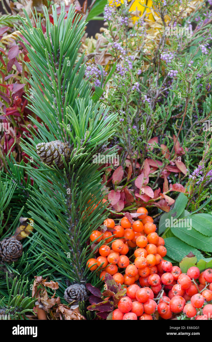 herbstliche Bouquet von Waldpflanzen gemacht Stockfoto