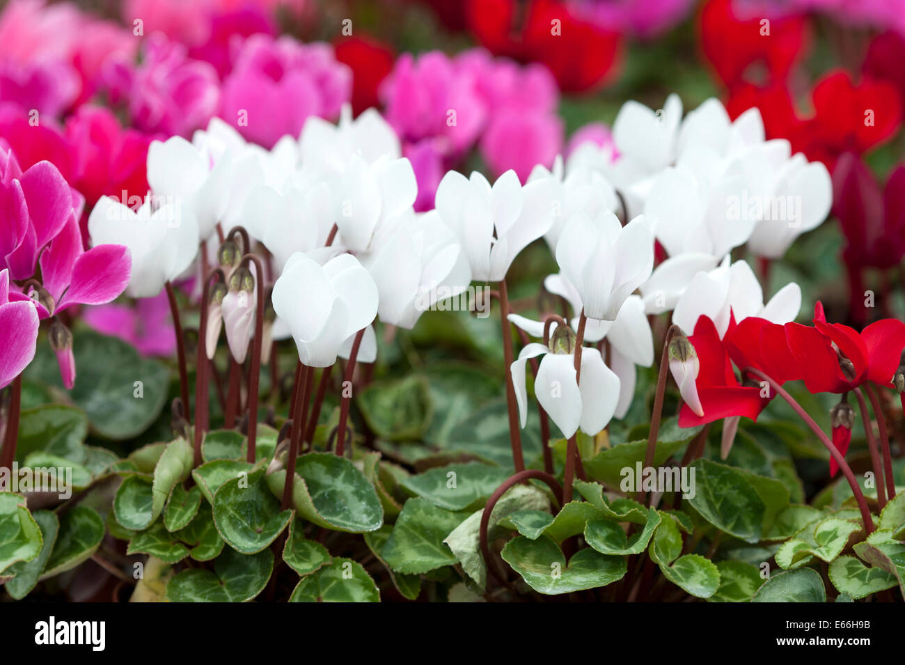 Cyclamen weiß rot rosa Magenta Drift Blumen Stockfoto