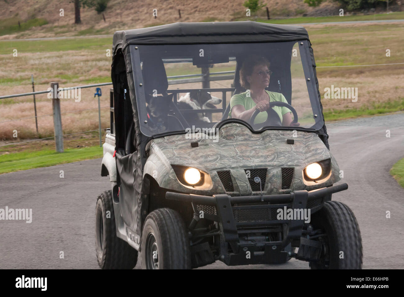 Autofahrerin ihr Rhino, Utility Vehicle mit Border Collies, MT, USA Stockfoto