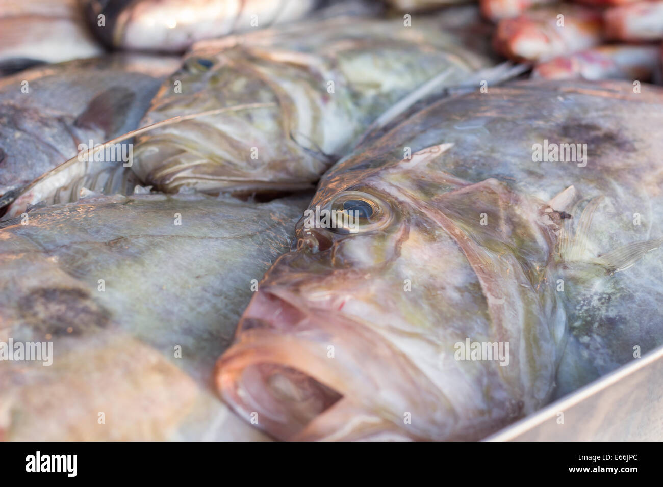 frischer Fisch Closeup "Fish Market" verkaufen Zoom Bass Brassen Stockfoto