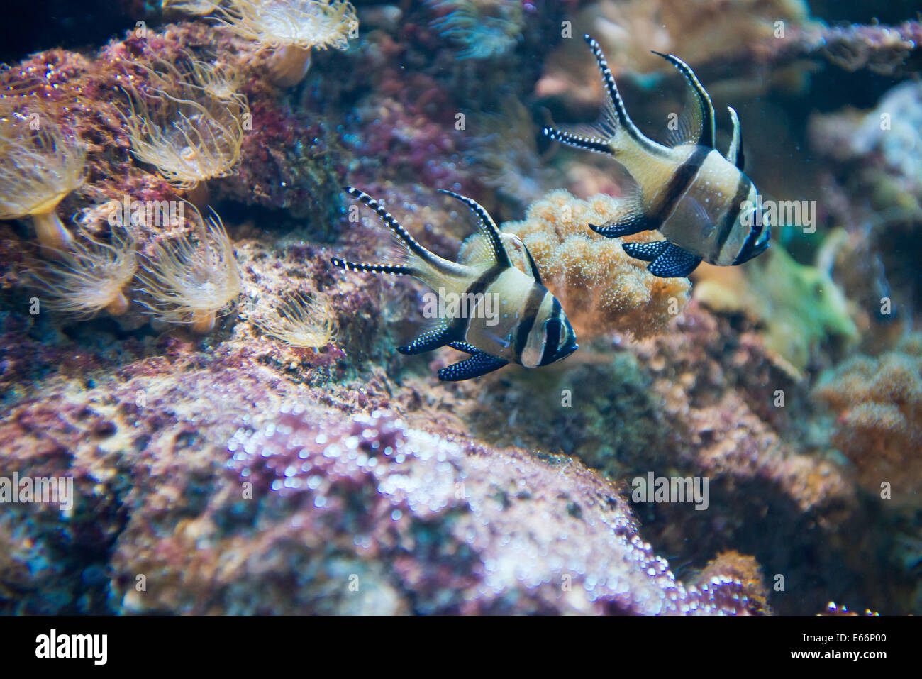Salzwasser-Aquarium Fisch - Pterapogon kauderni Stockfoto