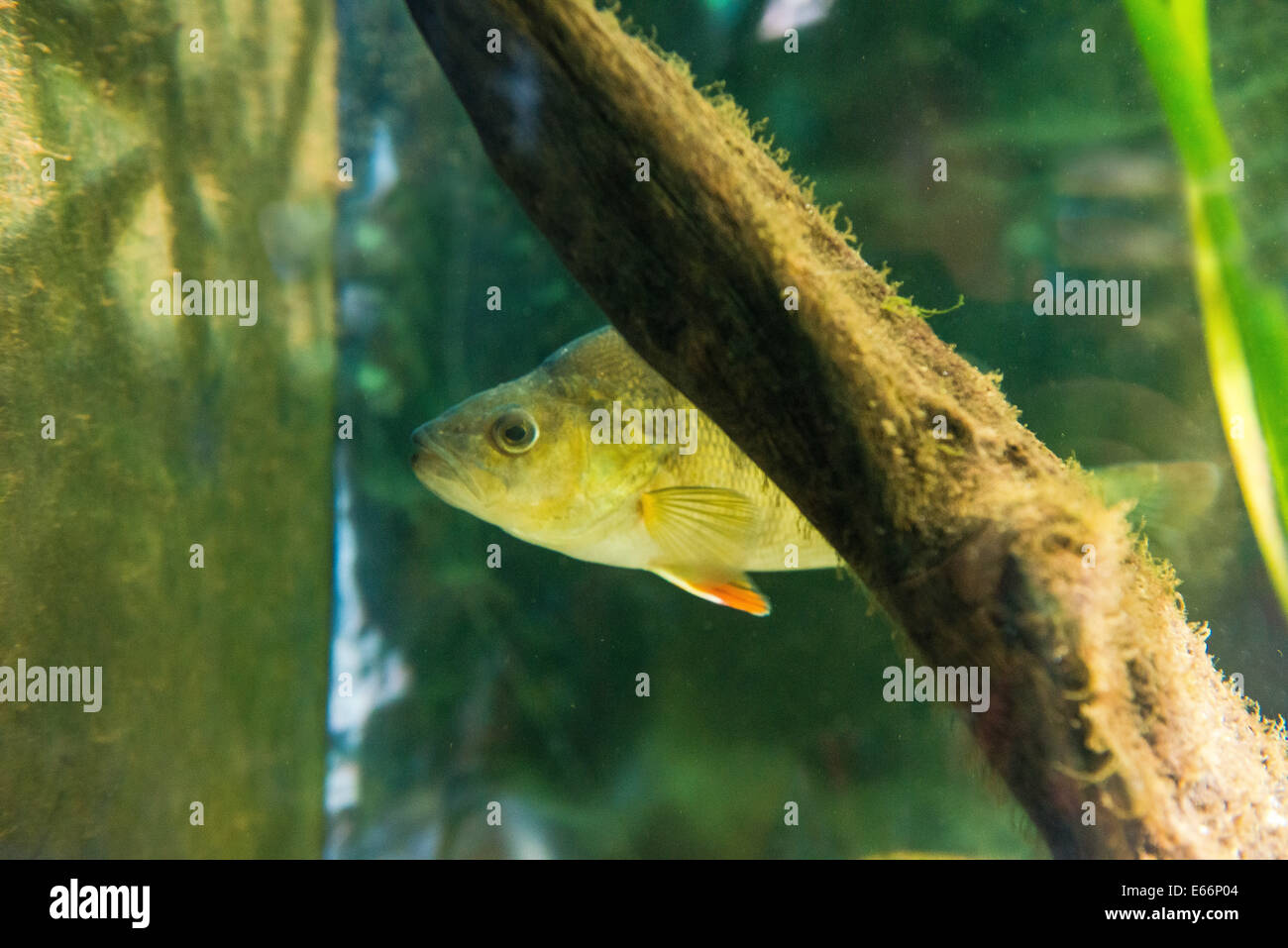 Süßwasserfische - Barsch - Percha fluviatilis Stockfoto
