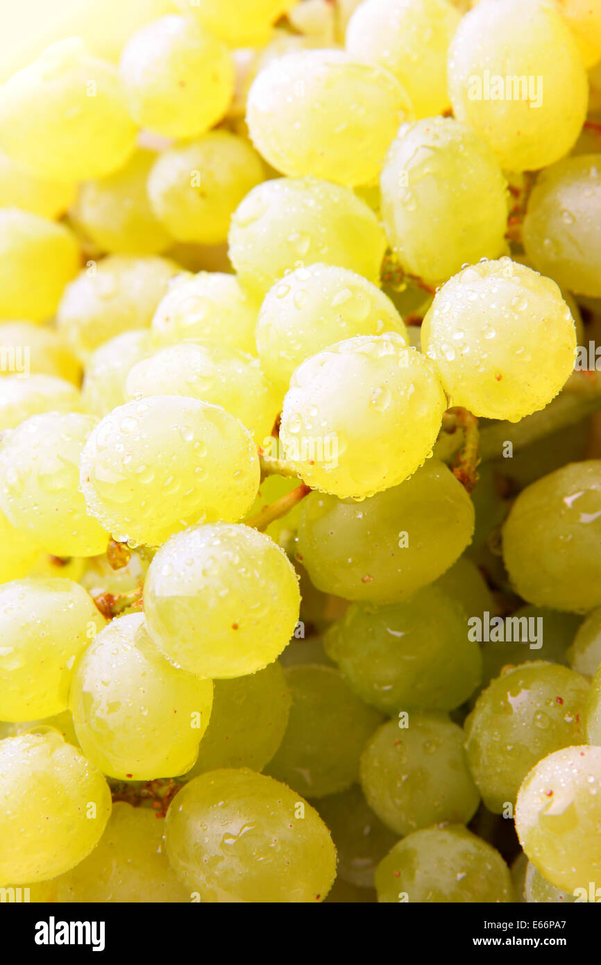 Bündel von Trauben, als Hintergrund verwendet werden Stockfoto