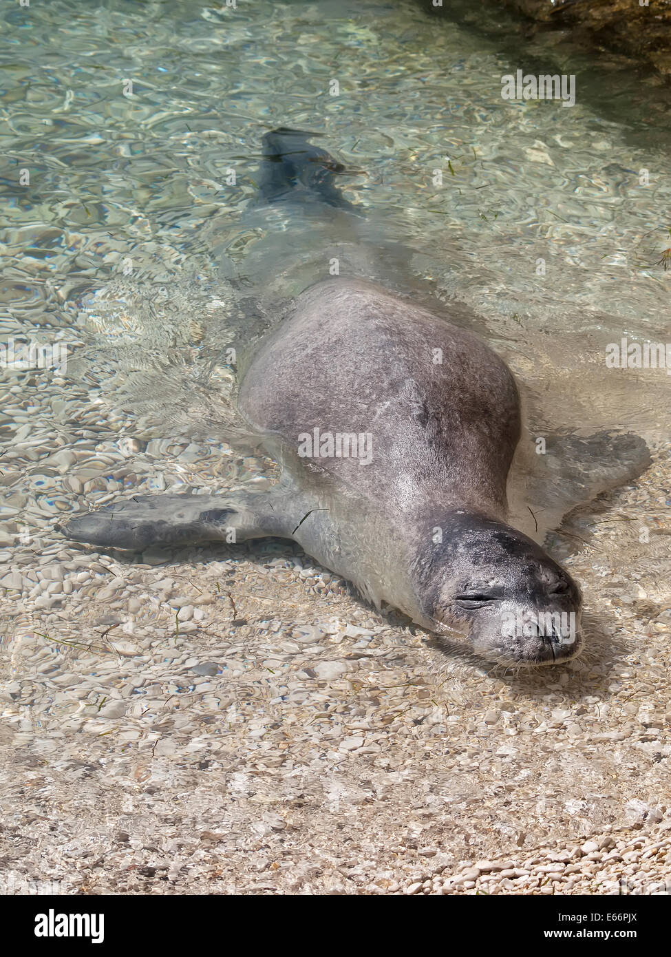 Mittelmeer-Mönchsrobbe entspannen am Meer Untiefen Stockfoto