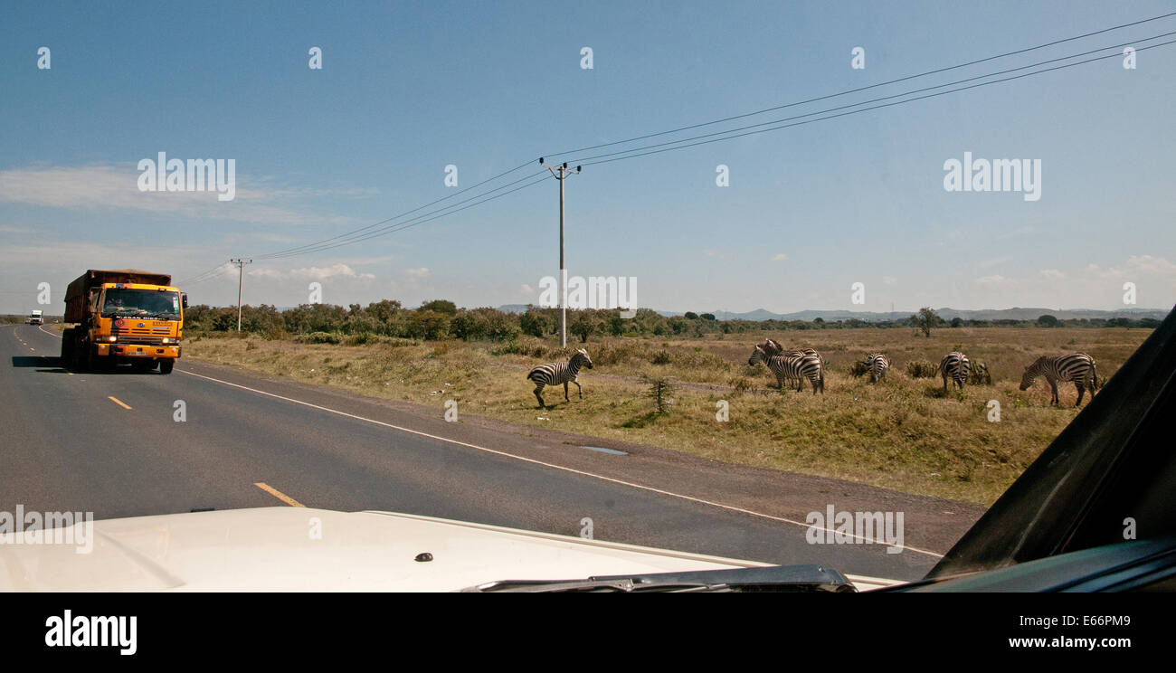 LKW oder Lastwagen vorbei an gemeinsamen Zebra auf Trans-African Highway zwischen Naivasha und Nakuru in Kenia Ostafrika gemeinsame ZEBRA TRAN Stockfoto