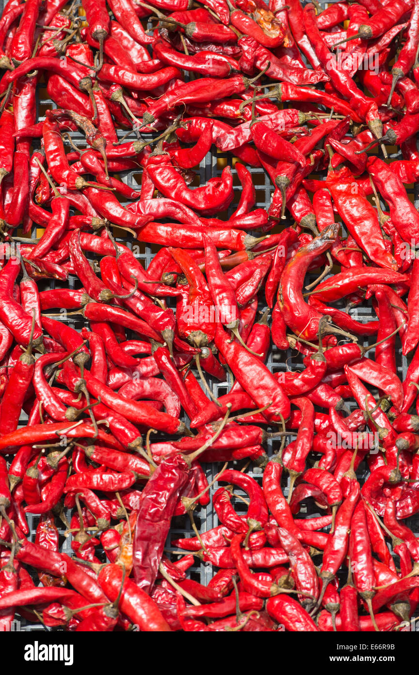 Rote Chilis zum Verkauf an koreanischen Markt, Pusan, Südkorea. Stockfoto