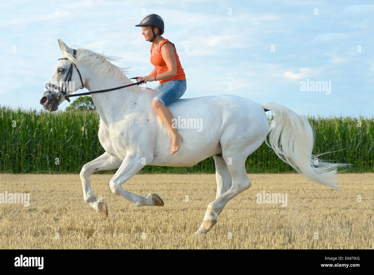 Junge Frau Reiten ohne Sattel auf einem 23 Jahre alten bayerischen Pferd im  Galopp in einem Stoppelfeld Stockfotografie - Alamy