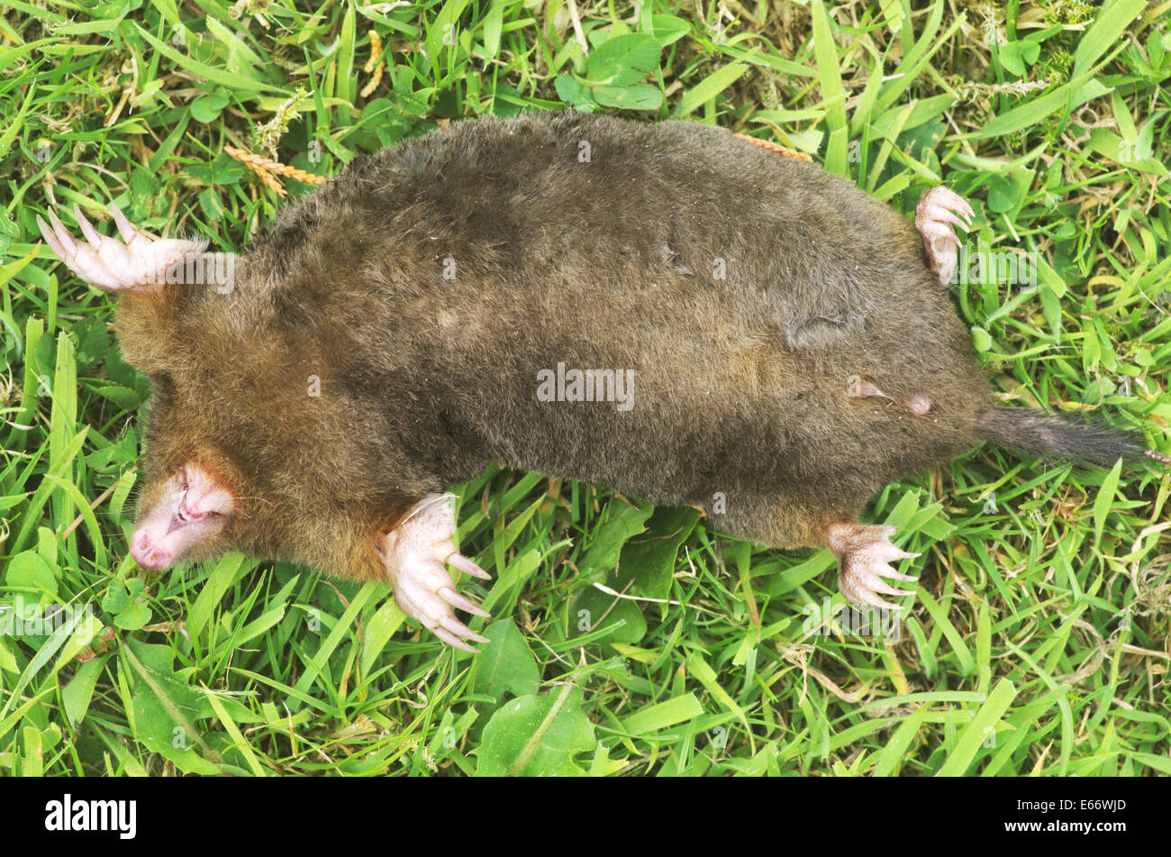 Ein toter Europäischen Maulwurf "Talpa Europaea Stockfotografie Alamy