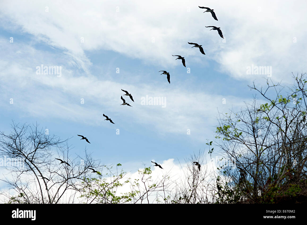 Pelikane fliegen über den trockenen Bracken an der Küste des karibischen Meeres in der Nähe von Cartagena, Kolumbien. Stockfoto
