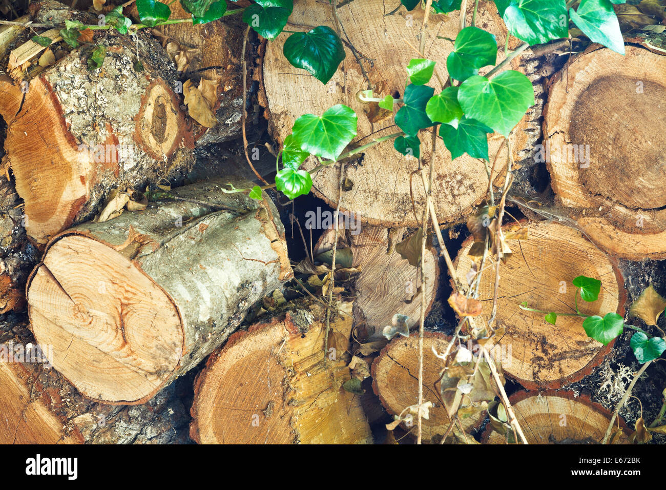 Stapeln von alten Brennholz überwuchert von loach Stockfoto