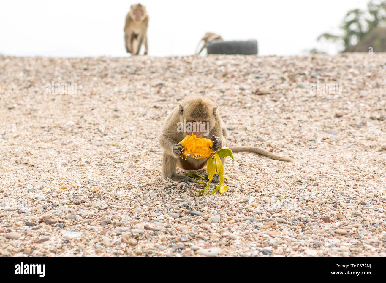 Kleiner Affe isst rohes Mango am Strand. Stockfoto