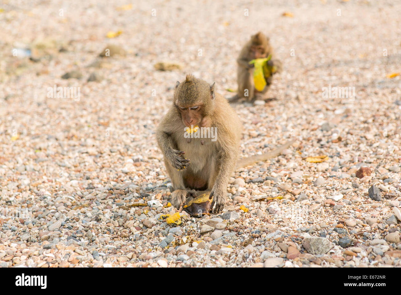 Kleiner Affe isst rohes Mango am Strand. Stockfoto