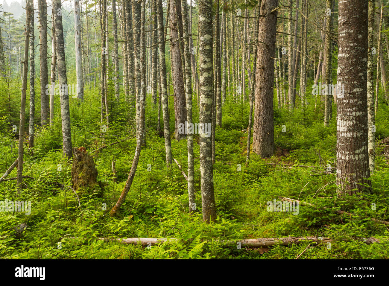 Einem üppigen immergrünen Wald in der Nähe von Ferds Moor in den Adirondack Mountains of New York Stockfoto