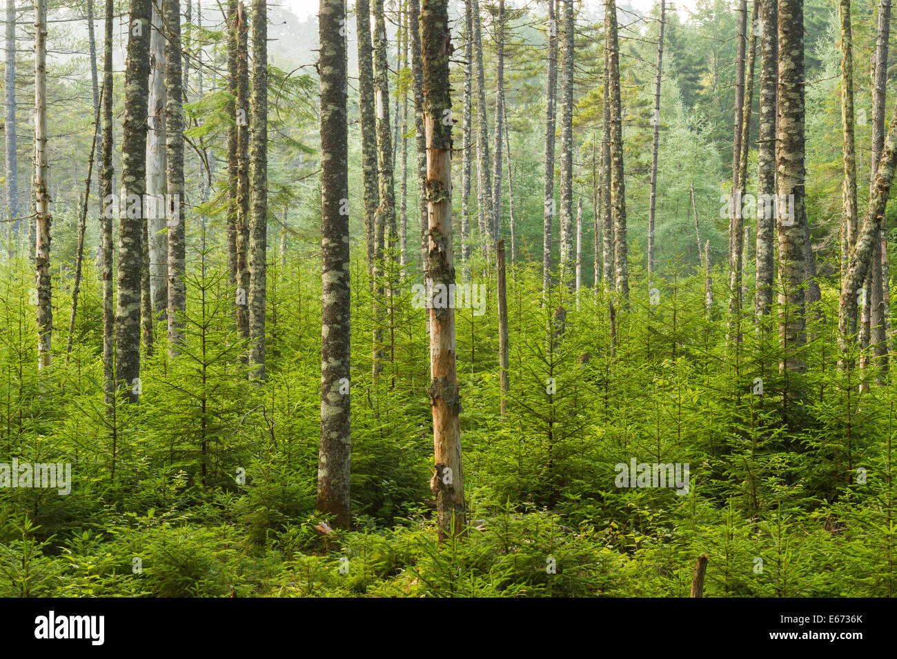 Einem üppigen immergrünen Wald in der Nähe von Ferds Moor in den Adirondack Mountains of New York. Stockfoto