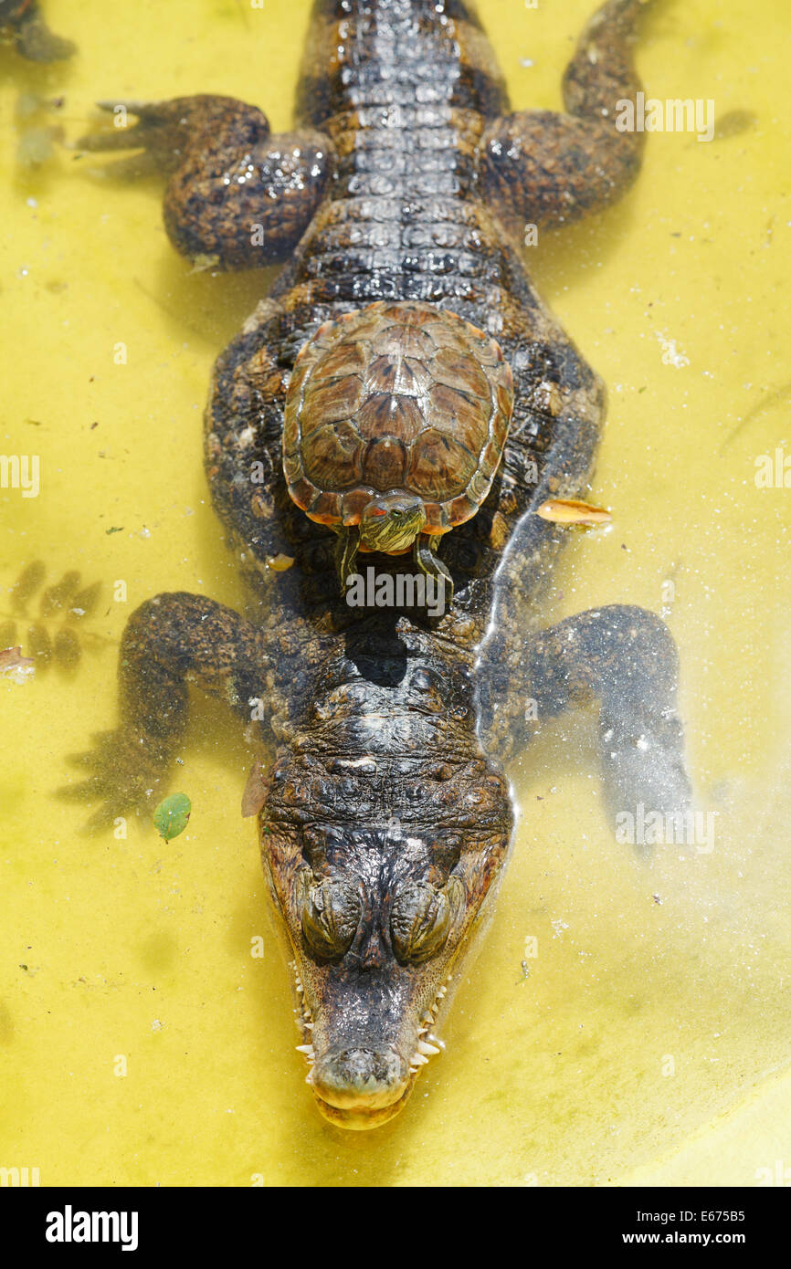 rot-eared Slider Schildkröte über Krokodil in gelbes Wasser Stockfoto