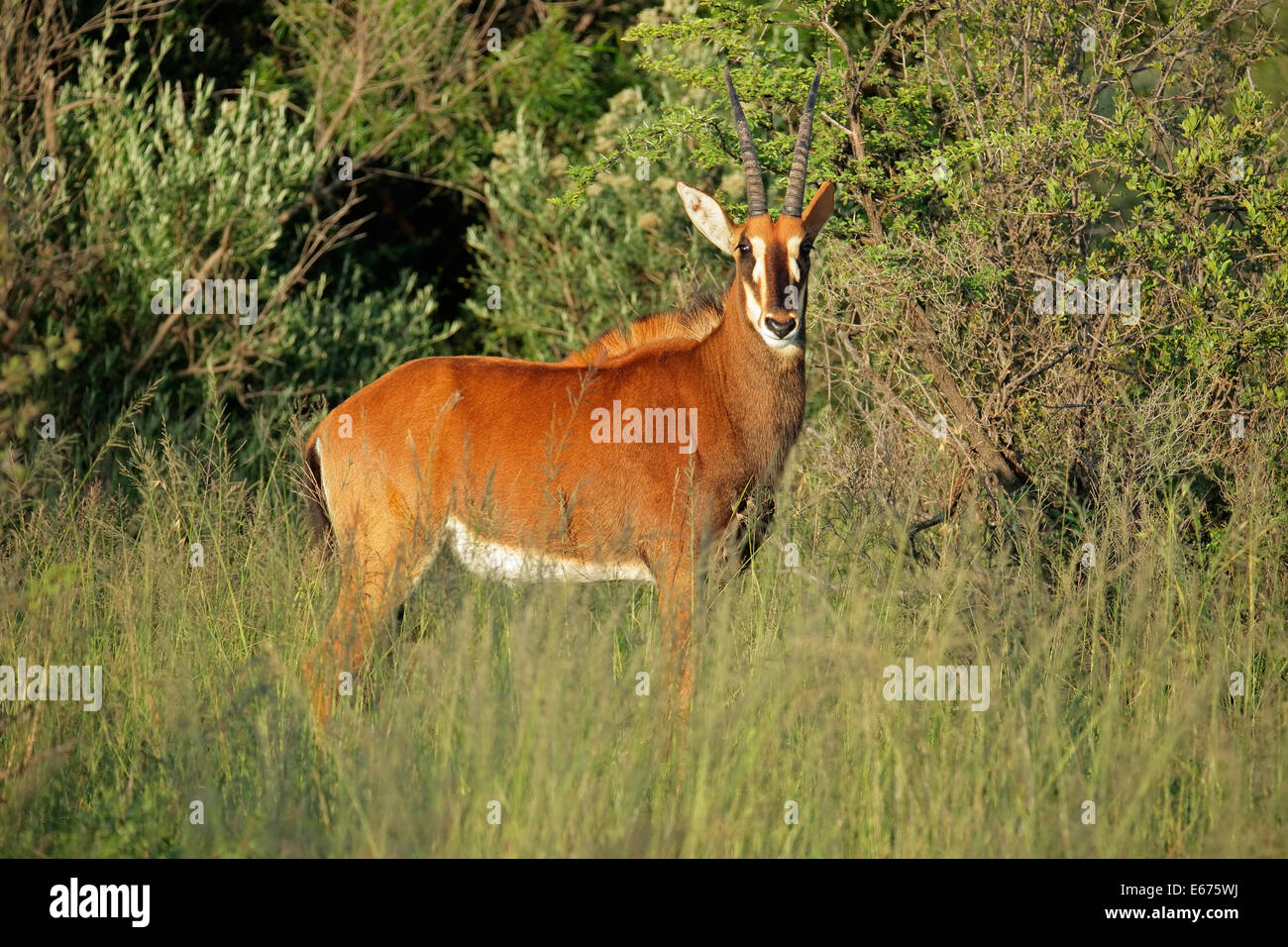 Weibliche Rappenantilope (Hippotragus Niger) im natürlichen Lebensraum, Südafrika Stockfoto