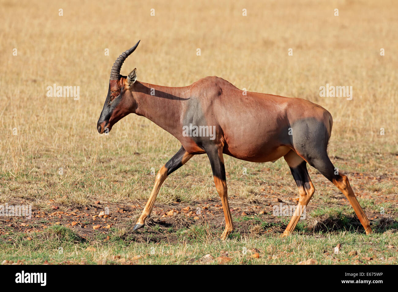 Eine Topi Antilope (Damaliscus Korrigum), Masai Mara National Reserve, Kenia Stockfoto