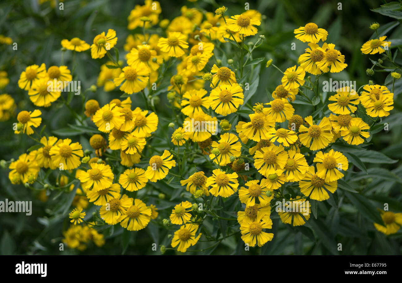 Gelbe Helenium Blumen hautnah Stockfoto