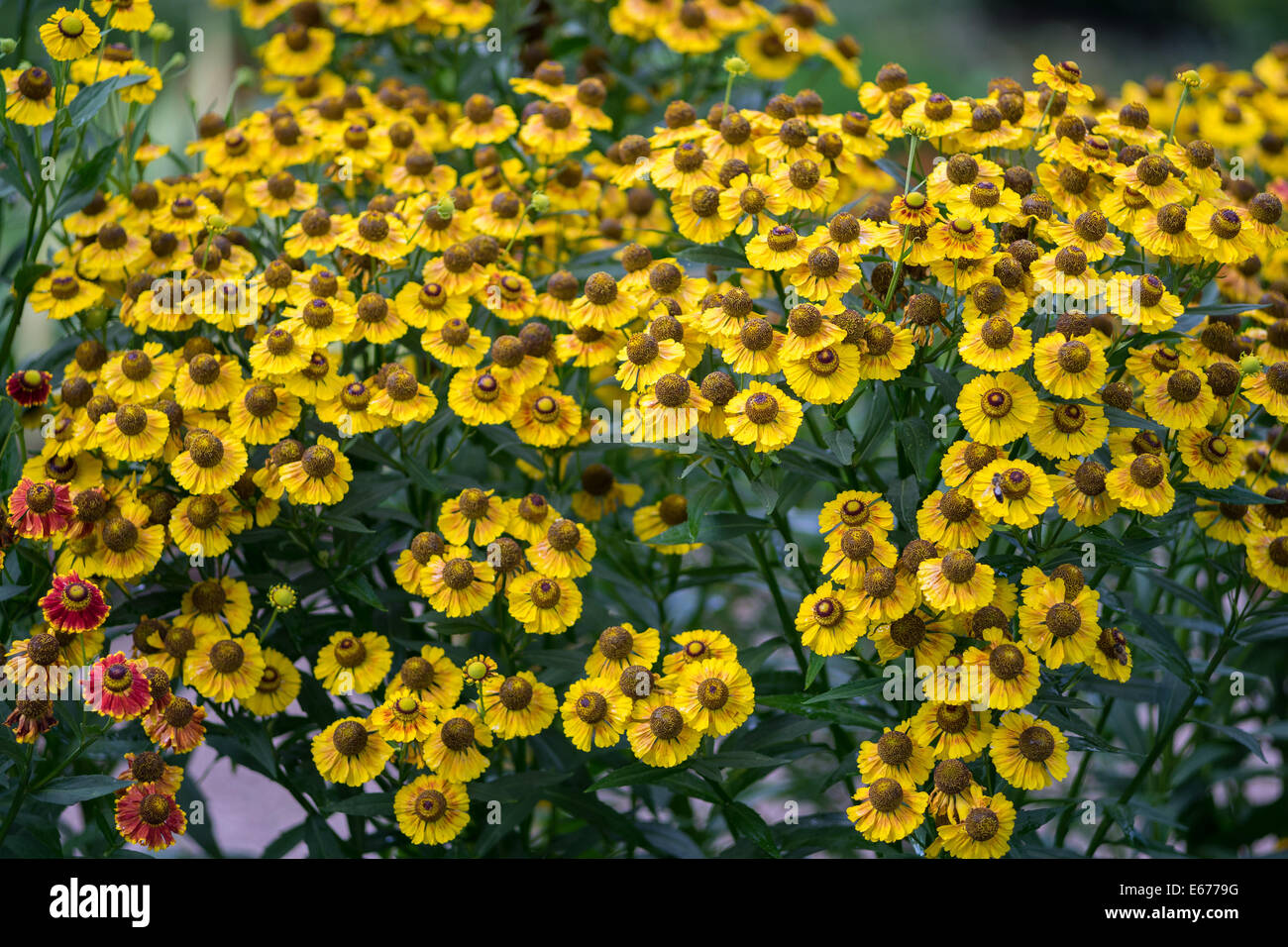 Gelbe Helenium Blumen hautnah Stockfoto