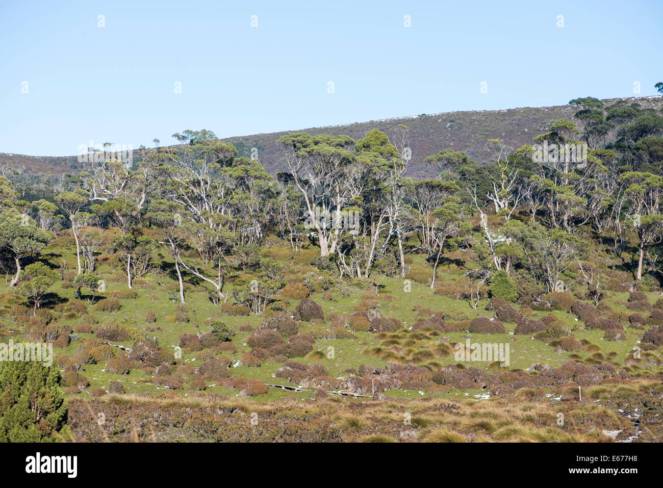 Overland Track, Tasmanien, Australien Stockfoto