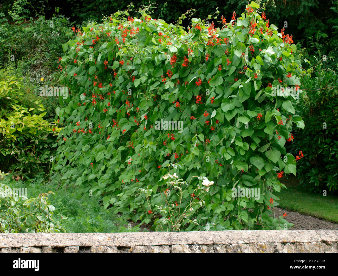Runner Bean Pflanzen wachsen in eine Zuteilung, UK Stockfoto