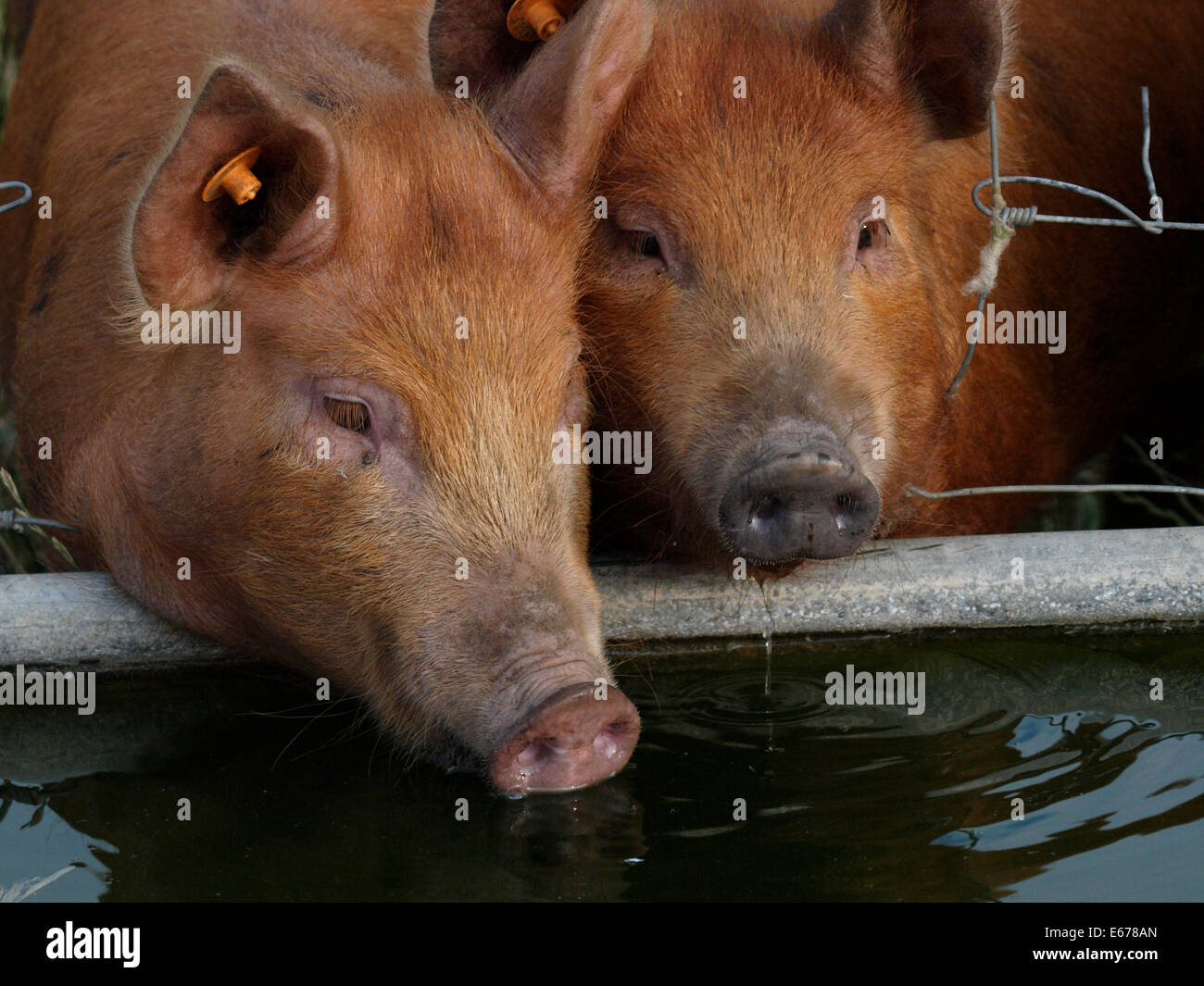 Tamworth X Berkshire-Schweine trinken aus einem Wassertrog, UK Stockfoto