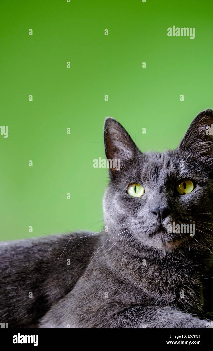 Eine graue Katze vor einem grünen Hintergrund Stockfoto