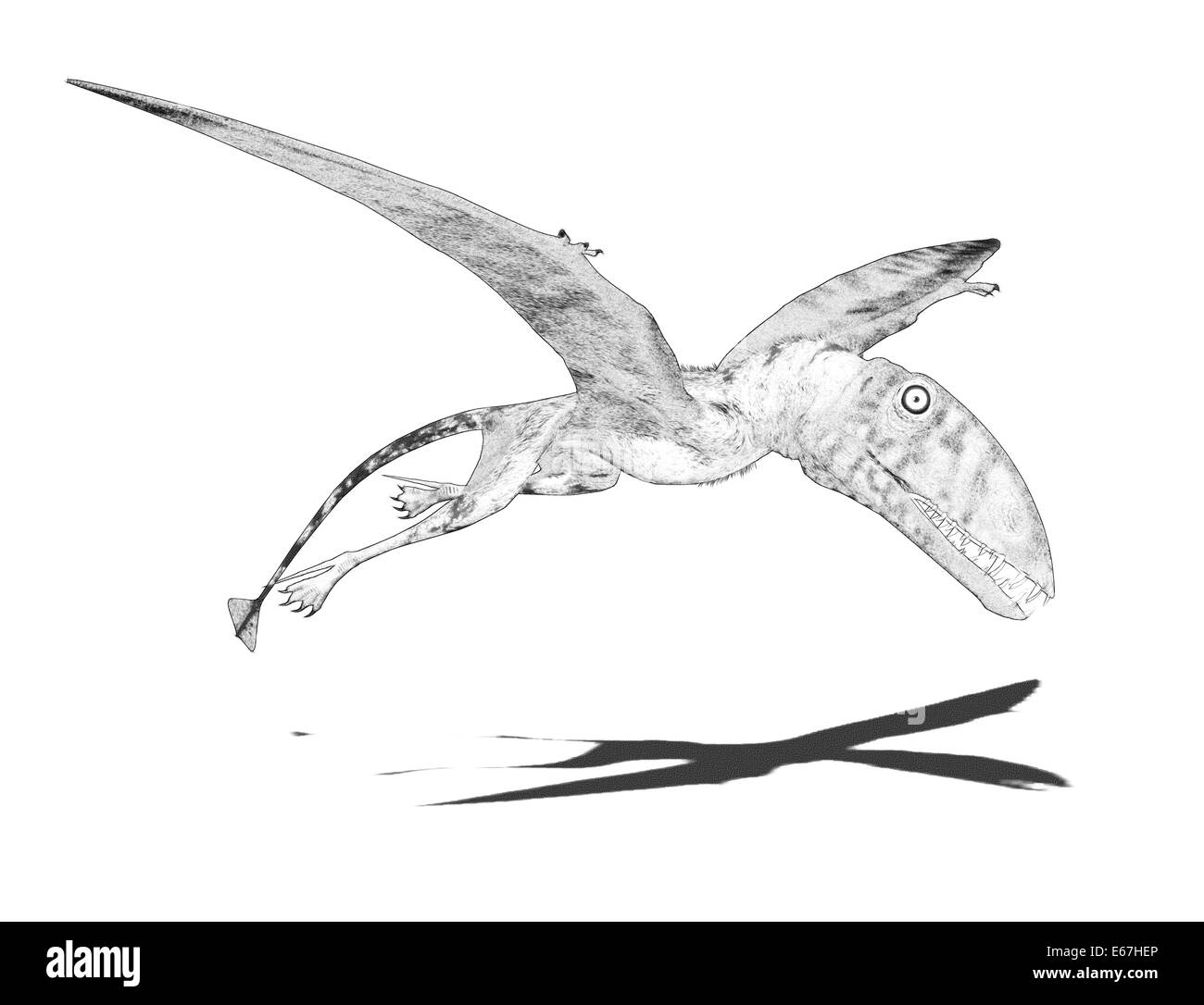 Dinosaurier Dimorphodon / Dinosaurier Dimorphodons Stockfoto