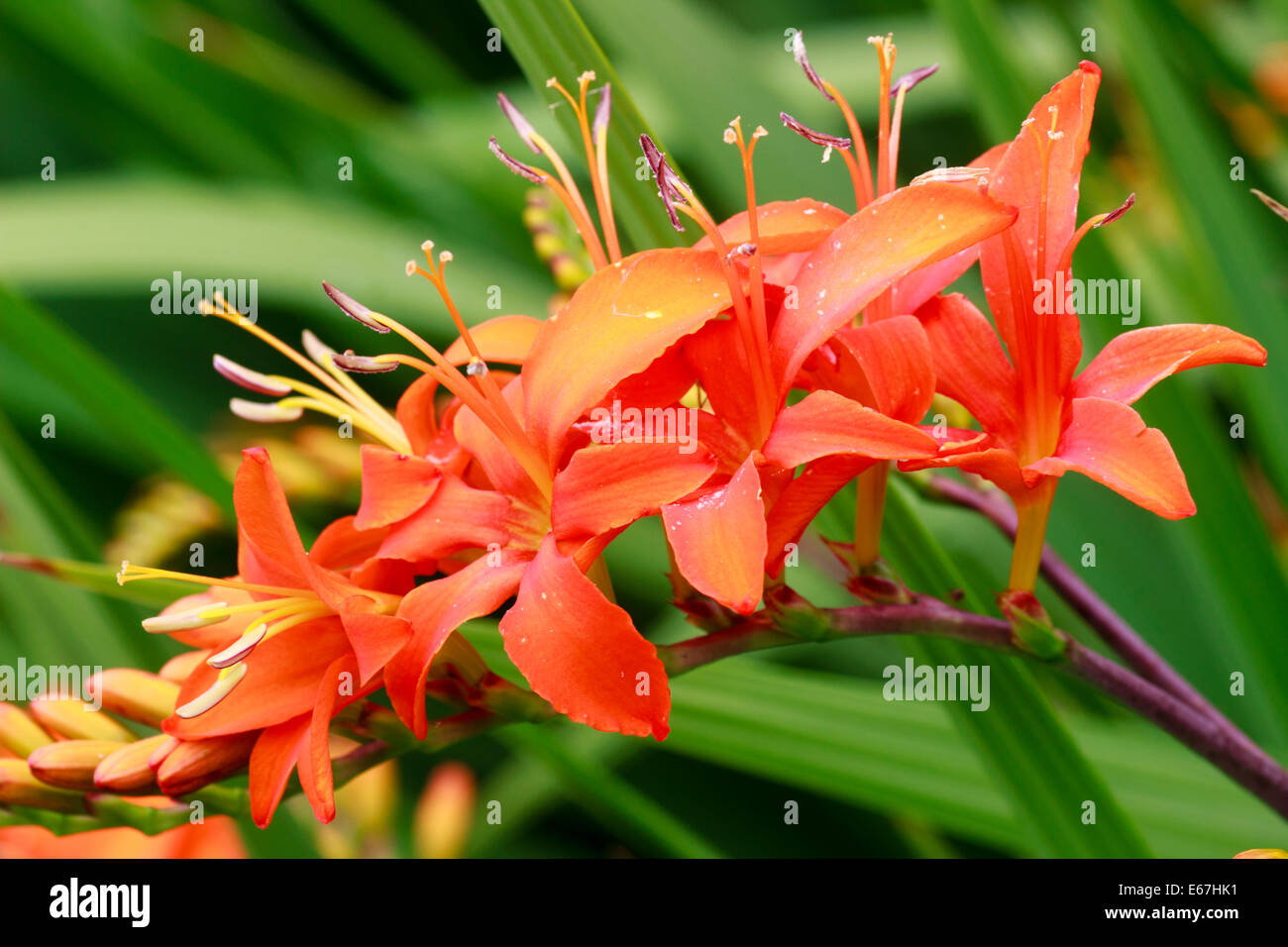 Rot-Orange Blumen von der kräftige Knolle, Crocosmia 'Eifer Giant' Stockfoto