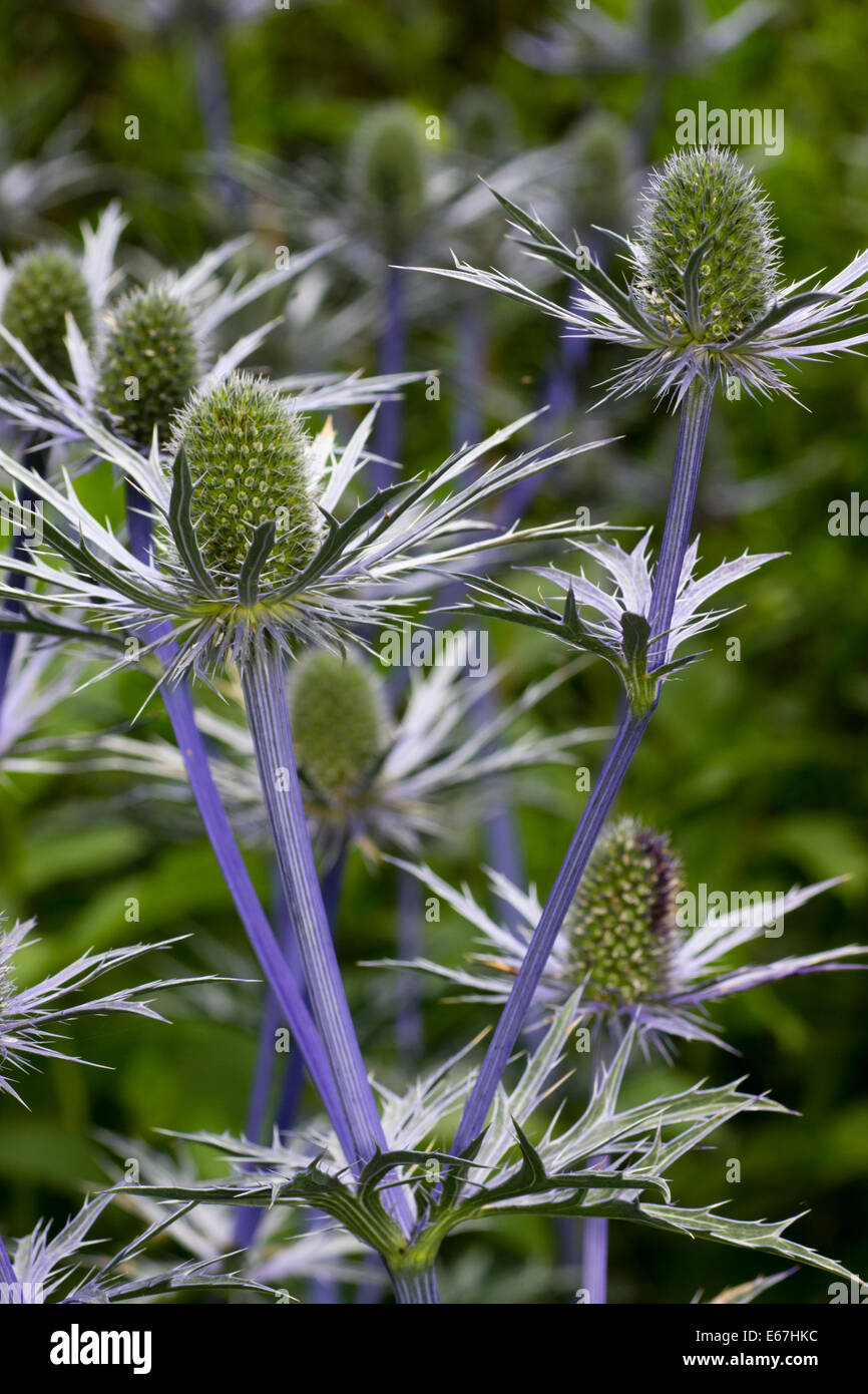 Blaue Stiele und stacheligen Hüllblätter unterstützen die Blütenköpfe von Eryngium X zabelii "Forncett Ultra" Stockfoto