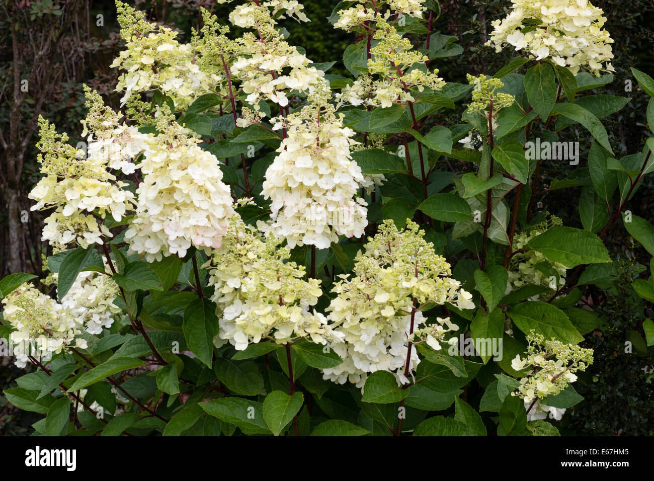 Aufstrebende Rispen von Hydrangea Paniculata 'Pinky Winky' Stockfoto