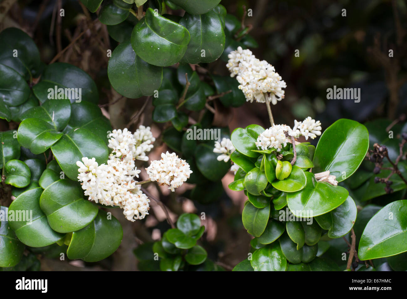 Laub und Blten von der japanische Liguster, Ligustrum Japonicum  'Rotundifolium' Stockfotografie - Alamy